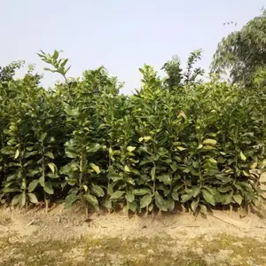 8-12����������Ʒ������ ԰���̻��������̻�������ľ�����ȫ