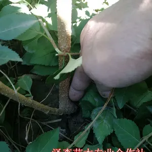 三年生药用连翘苗联系电话 多头药用连翘苗 0.8公分以上连翘苗