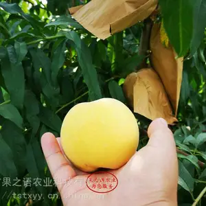 ��������������ͮ���硢���ͽ��������ֲ����