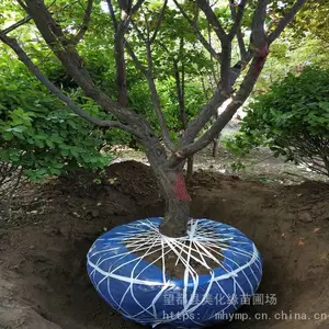 ÷���еľ�Ʒ ��Ҷ÷�� �ӱ��������Թ�Ӧ���ʶ��֦����÷ ��������÷��4-8���֣�