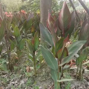 ��ɫ�����˽��Ļ��� ��Ҷ���˽����� ��Ҷ���˽� ����������̻�С��