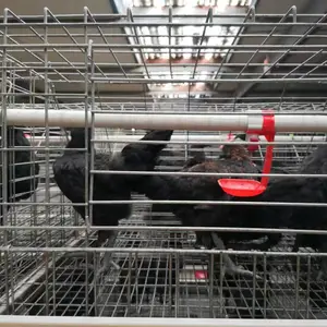 纯种五黑一绿 绿壳青年蛋鸡 脱温绿壳蛋鸡苗