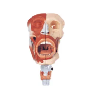 ��Ӧ����ҽѧKAY-L1106��ǻ����ģ��-�����ǻ����ģ�� ��ٿ�ҽѧ����ģ��