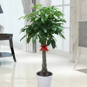 重庆办公室写字楼植物租摆养护|重庆室内植物租赁|重庆绿植花卉租售