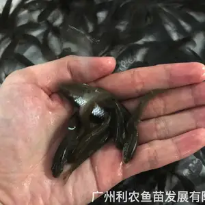 人工养殖军鱼苗批发 河流放流娟鱼出售 高端品种利润大