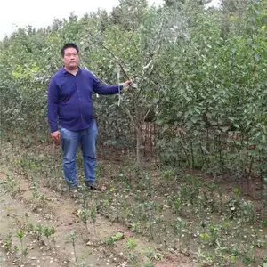 基地供应苹果小成苗 苹果树苗 1公分苹果苗 3公分苹果树苗