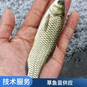 优质草鱼水花鲤鱼夏花山西大同朔州草鱼苗鲤鱼鱼苗养殖场批发