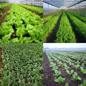 湖南蔬菜萝卜菜籽播种机 小粒种子精播机 自走式大棚蔬菜播种机