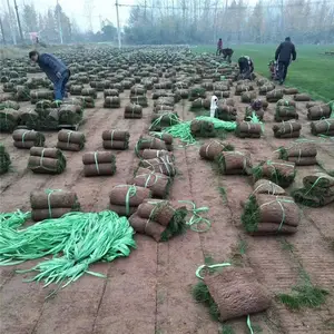 草坪价格 免费咨询 基地报价表