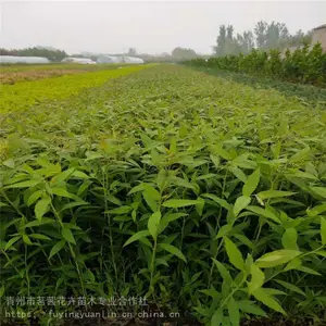 �ۻ����߾������ɹ����ۻ����߾չ����̣��ձ����߾ռ۸�