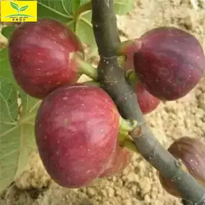 ���۲������޻������� ������ ������ ��ʵ���� ��ֲǰ������