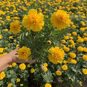 进口缎子花批发 颜色鲜艳的缎子花开花开多久 山东春泥园艺