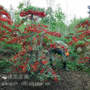 苏州造型火棘 造型红果基地 火棘盆景 吉祥果满堂红 庭院景观树