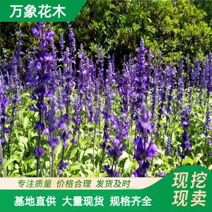 �޸��ر����� ������β�� ����Ӫ������ �ɹ�԰ͥԺ�̻����̻���
