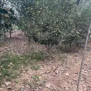 山东聊城冠县二乔山楂树培育基地批发山楂树报价_15公分山楂树厂家大量供应_山楂树产地自产自销全国配送
