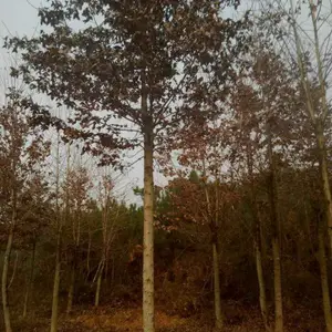 湖北三角枫