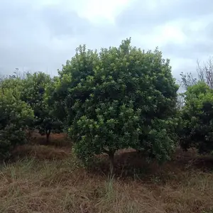 出售P200-300杨梅,黑炭杨梅大量有货,杨梅报价