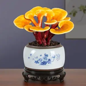 ��֥�� �辰��֥ �ʻ���֥���� ������ֲ���� ��������ڼ�����
