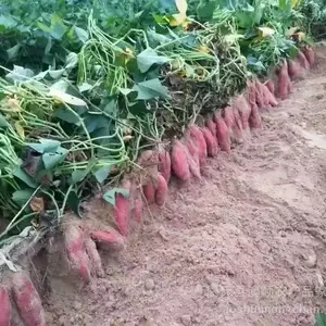 ���� ������ �ڷ� ����13�Ѷ�������Ʒ����ȫ ��������ֲ