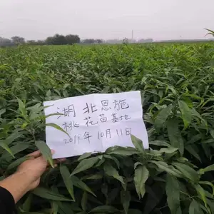 �����һ����� ������ר�����ڿ������͵� 3Ԫһ�� 1�׸�