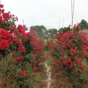 安徽鸿基农业苗木批发(图)-紫薇花苗价格-上海紫薇