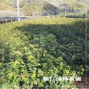 辽宁五角枫苗、五角枫二年苗、色树苗、色木槭苗、五角槭树苗