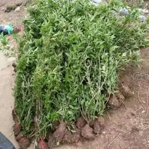 �����ӽ��� �����ӽ����۸� ����