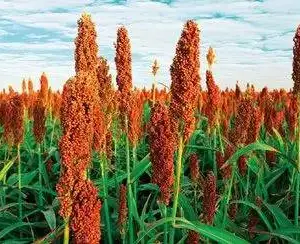 大量碎米收购厂家-德穗农业(在线咨询)-南昌大量碎米收购