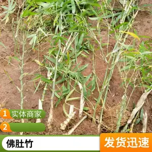 罗汉竹 别墅公园小区绿篱隔断绿化竹子竹苗 四季常青生长旺盛