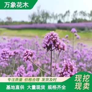 ����ľ ��Ҷ���޲� ϲ���� �ͺ�����ǿ ����Ч����
