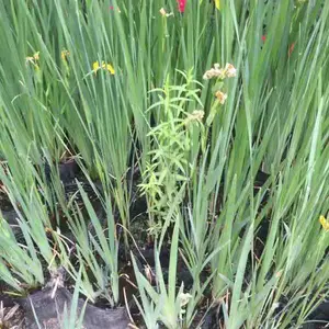 黄菖蒲 人工湿地宿根挺水植物 净化水质 工程绿化