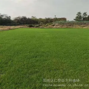 出售精品草坪冷季型草皮-耐干旱 易成活 抗病虫害 一手货源