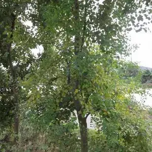 乌桕树价格,南京乌桕树苗价格
