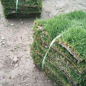 汇美台湾二号绿化草皮 成都哪里有草坪卖 基地自产结缕草批发