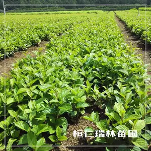 五味子苗批发！一年生优质种苗，根系壮、抗病强、易管理
