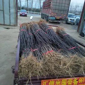 �컨���� �໨����������ֲ������