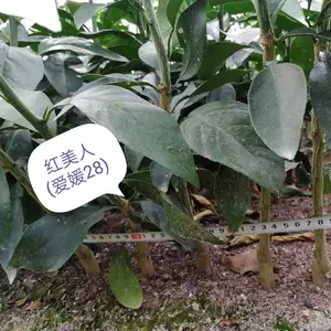 批发红美人桔苗 红美人柑橘苗 爱媛28柑橘苗