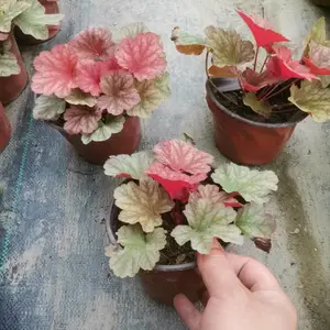 供应成都本地矾根