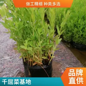 ǧ���� �� �ڷ�25���� �߶�40-50���� �����̻�