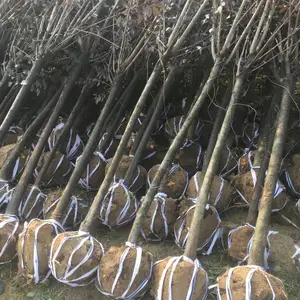 花汇博红叶李/紫叶李 5-8cm规格齐全叶片紫红色适应能力强栽植广泛