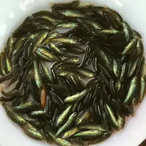����������ֳ�����ͷ��� �������� ���i������ֳ���ڶ� �ɳ���