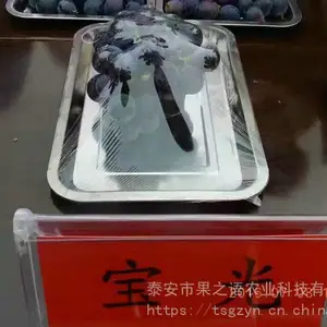 无核A09葡萄树苗价格、无核A09葡萄树苗垂询电话