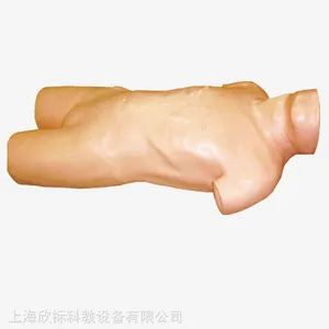 XB-L261***腹腔穿刺训练模型 腹腔穿刺训练模型人