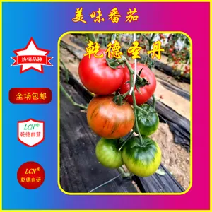 乾德圣丹美味番茄种子、口感好、抗病好、春秋茬好品种