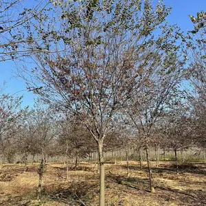 榉树产地批发 红榉 树形优美 园林绿化行道树 规格齐全 量大从优