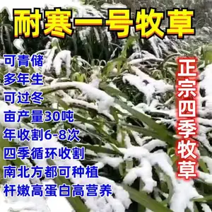 �����������è��������һ��������ɫ��������