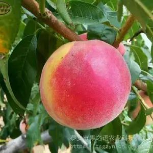 ��Ʒ�������磺���������硢���������綨������