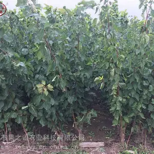 ��ݮ�硢����ɭ��ݮ��۸���ݮ��