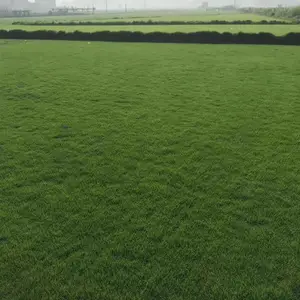 耐践踏台湾草坪_操场草坪_桂林草坪价格