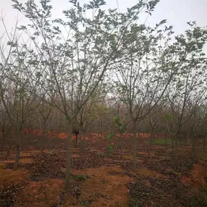 5-17公分樱花,早樱,晚樱,樱花价格,樱花供应,樱花图片,江西樱花精品,樱花行情,樱花报价